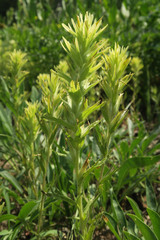 Castilleja glandulifera