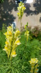 Linaria vulgaris