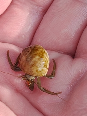 Pagurus middendorffii