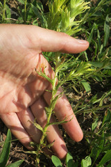 Castilleja glandulifera