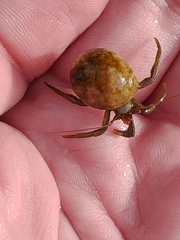 Pagurus middendorffii