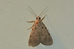 Sommeria insulana