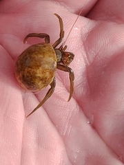 Pagurus middendorffii