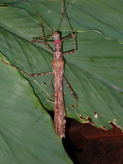 Trachythorax maculicollis