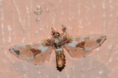Leucinodes orbonalis