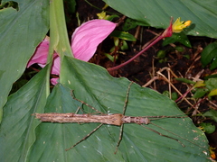 Trachythorax maculicollis