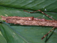 Trachythorax maculicollis
