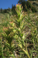 Castilleja glandulifera