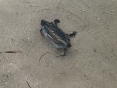 Callinectes exasperatus