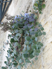 Capparis