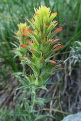 Castilleja glandulifera