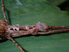 Trachythorax maculicollis