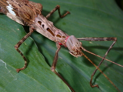 Trachythorax maculicollis