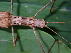 Trachythorax maculicollis