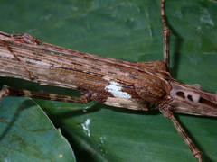 Trachythorax maculicollis