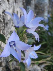 Campanula versicolor tenorei