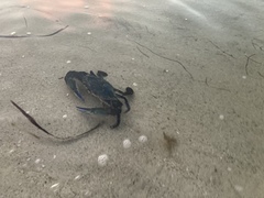 Callinectes exasperatus