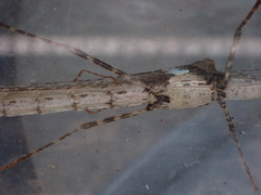 Trachythorax maculicollis
