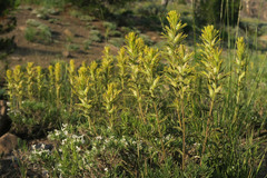 Castilleja glandulifera