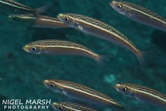 Dipterygonotus balteatus