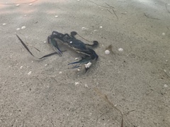 Callinectes exasperatus