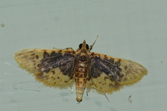 Odontiini