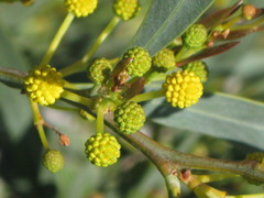 Acacia retinodes