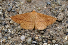 Striglina cancellata