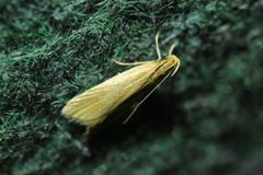 Helcystogramma rufescens