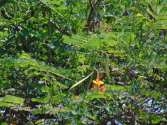 Caesalpinia pulcherrima