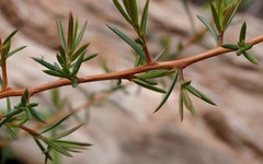 Hibbertia exasperata