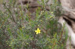 Hibbertia exasperata