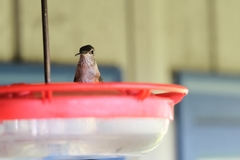 Selasphorus calliope