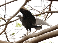Coragyps atratus