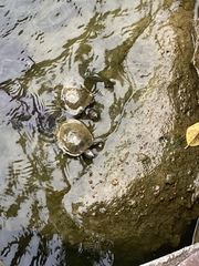 Trachemys scripta elegans