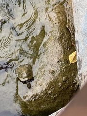 Trachemys scripta elegans