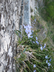 Campanula versicolor tenorei