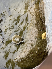 Trachemys scripta elegans