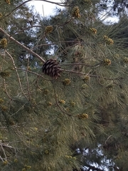 Pinus
