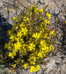 Hibbertia gracilipes