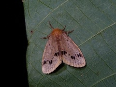 Rhypotoses maculutea