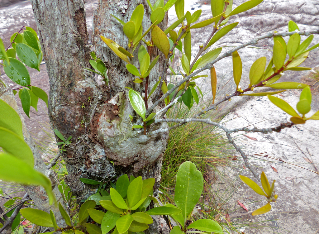 Hydnophytum formicarum (Hydnophytum formicarum)