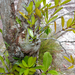 Hydnophytum formicarum - Photo (c) Bernard DUPONT, algunos derechos reservados (CC BY-NC-SA)