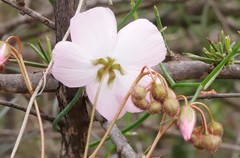Drosera eremaea
