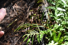 Blechnum ambiguum