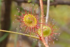 Drosera eremaea