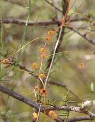 Drosera eremaea