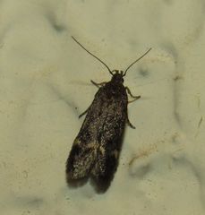 Bryotropha similis