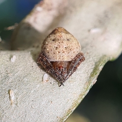 Araneus acuminatus