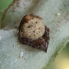 Araneus acuminatus